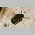 Anthophora plumipes - Pelzbiene w03 als Gast.jpg